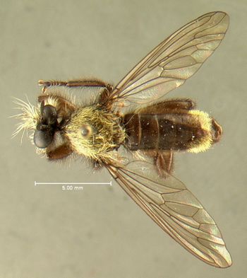 Media type: image;   Entomology 13478 Aspect: habitus dorsal view